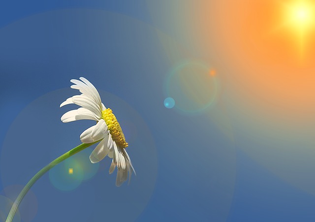kwiat gstokrotka skierowany w stronę nieba